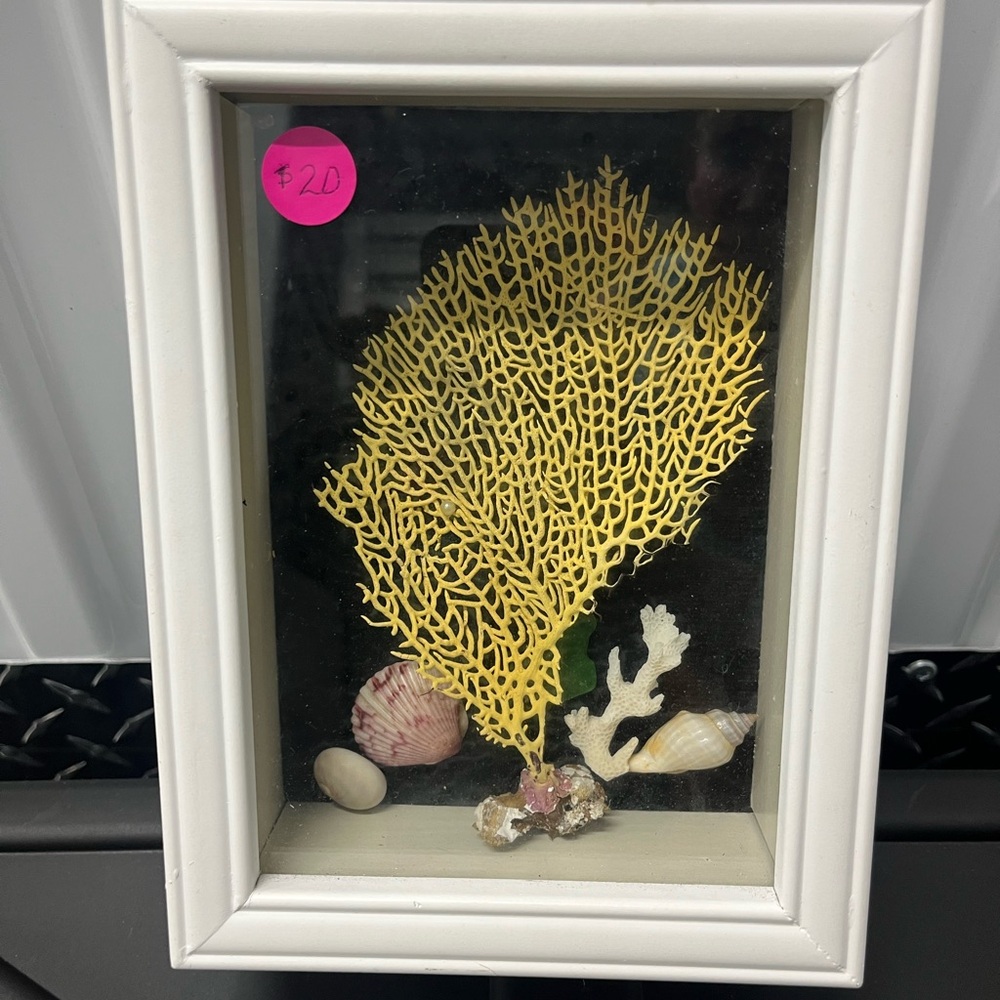 Framed Yellow Coral and Seashell Art